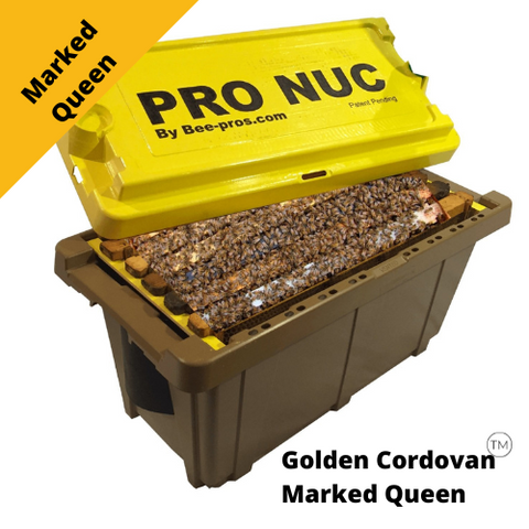 2025 Golden Cordovan Nuc - Marked