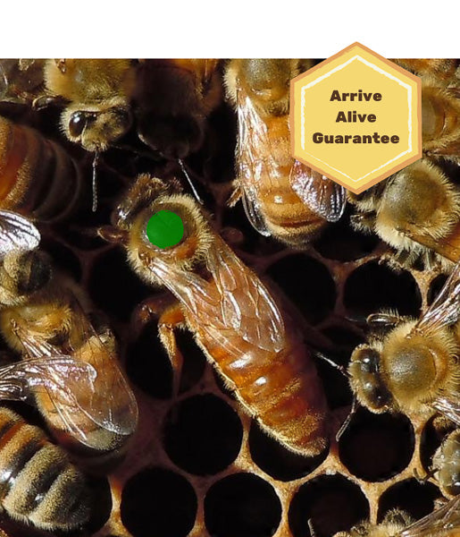 Russian Queen Honey Bees For Sale Free Shipping in Iowa USA