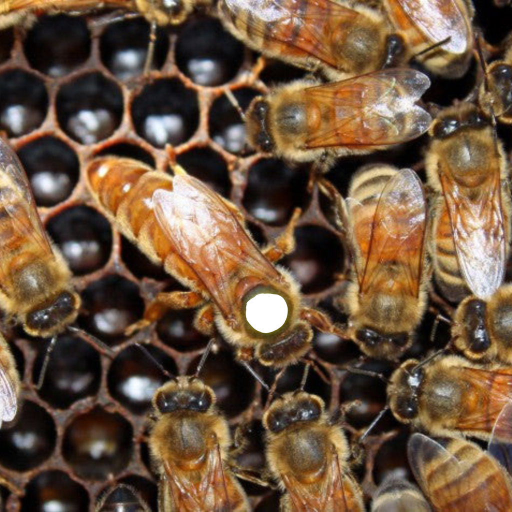 2026GoldenCordovanQueen_1024x1