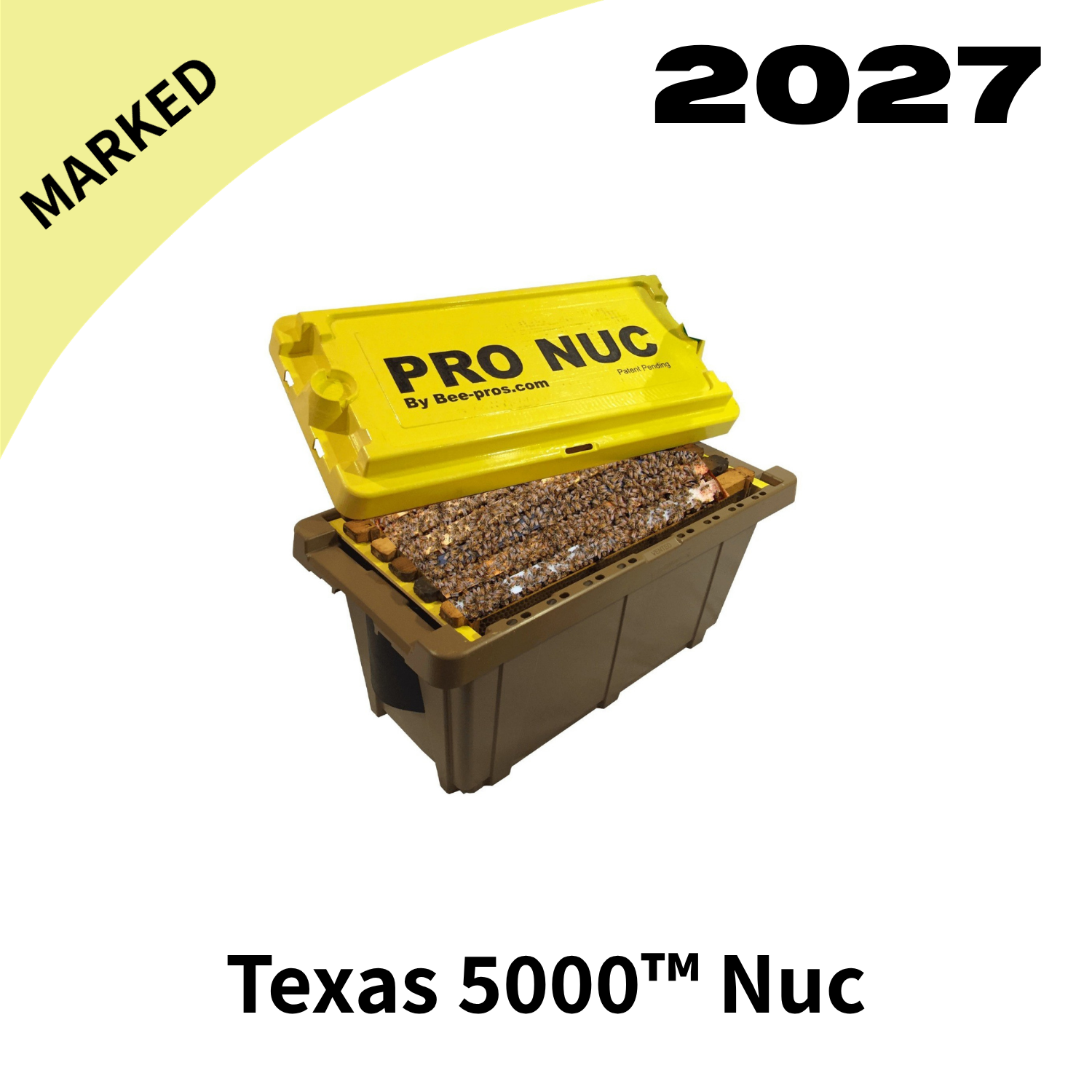 2027 Texas 5000 Nuc with Marked Queen