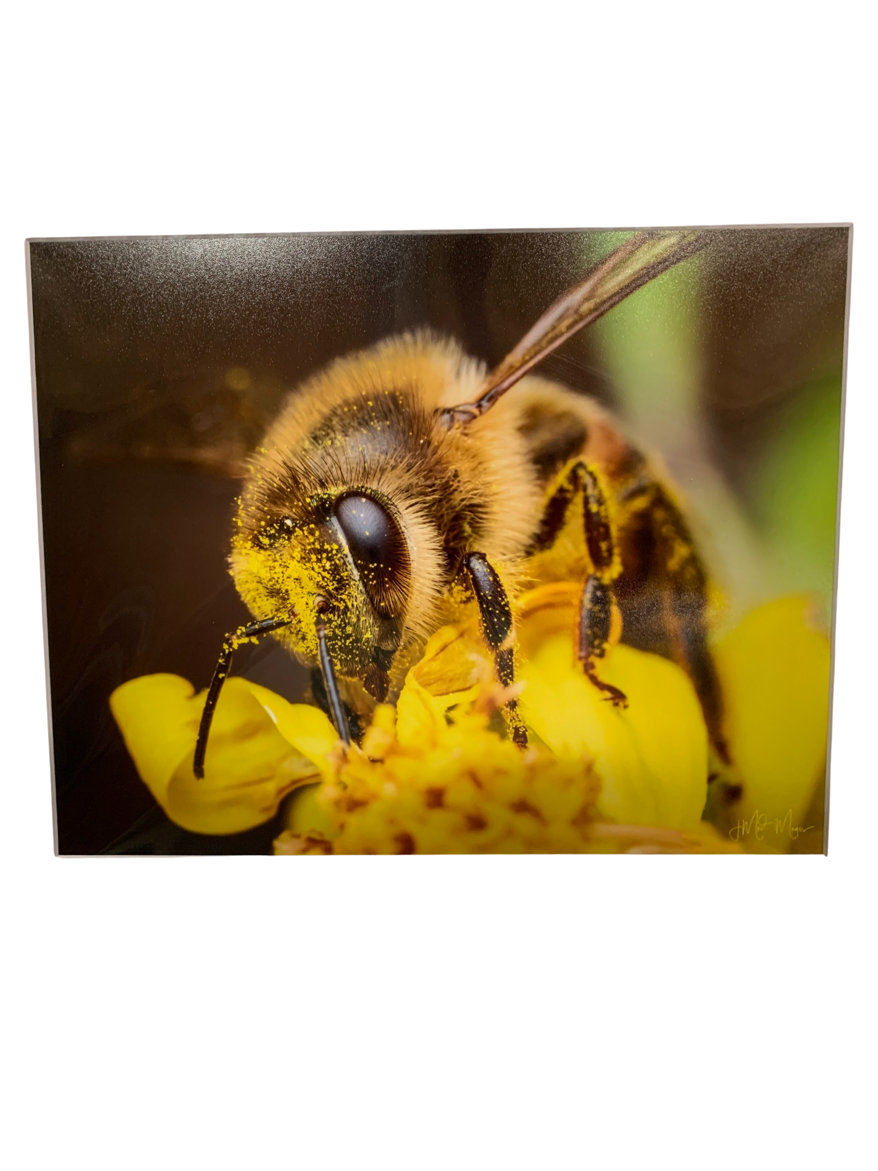 Pollinator Portraits