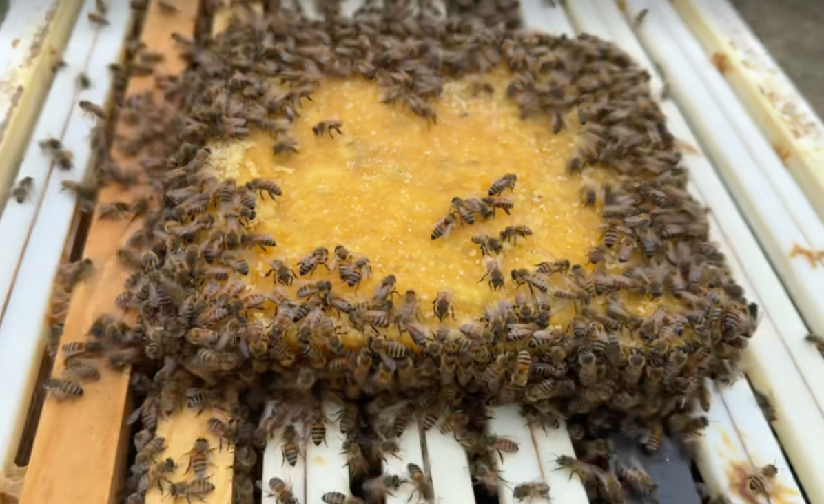 Stan's Soft Sugar Brick with Complete PICKUP at NAHBE 2026