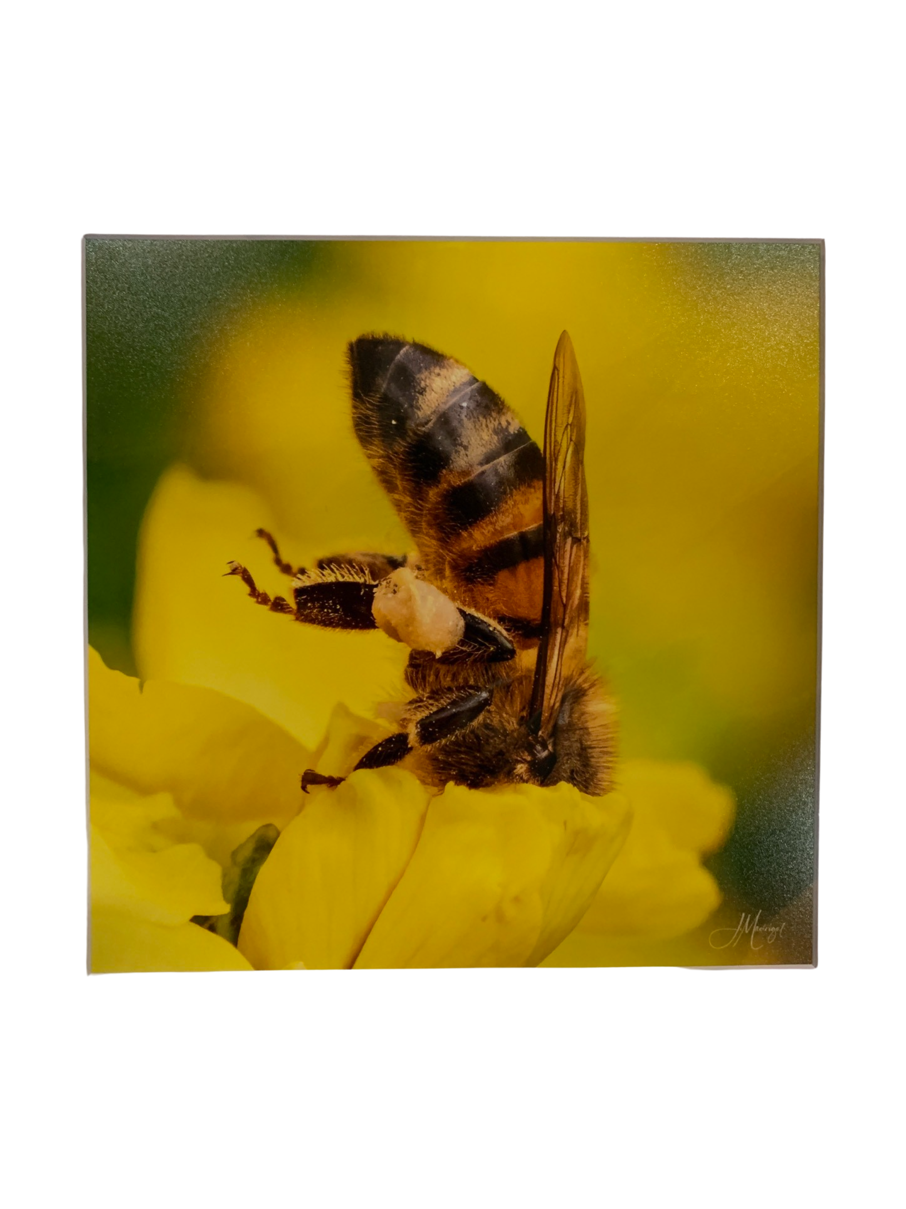 Pollinator Portraits