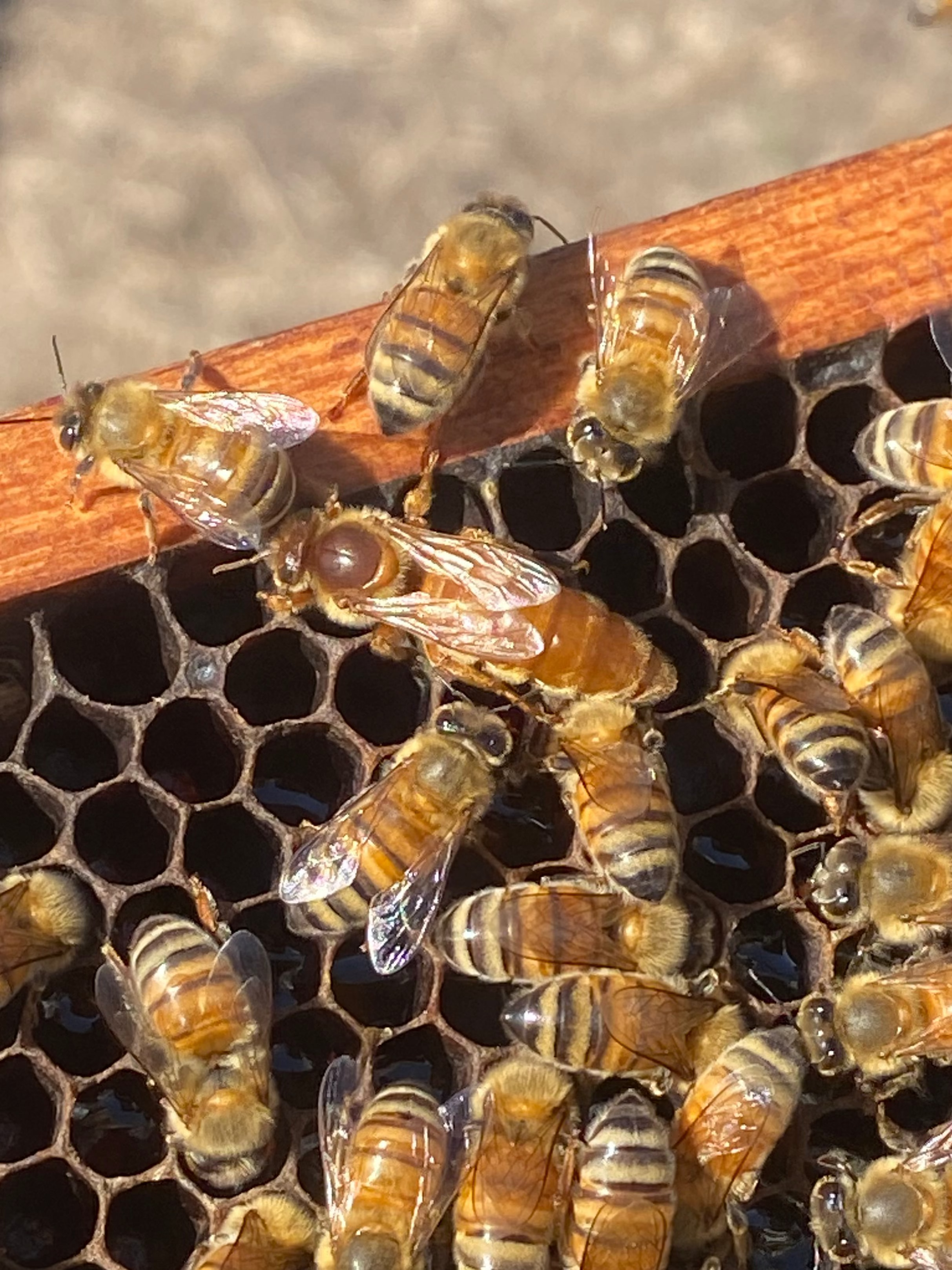2027 Italian Queen Bees bred in Hawaii (Unmarked) PICKUP ONLY