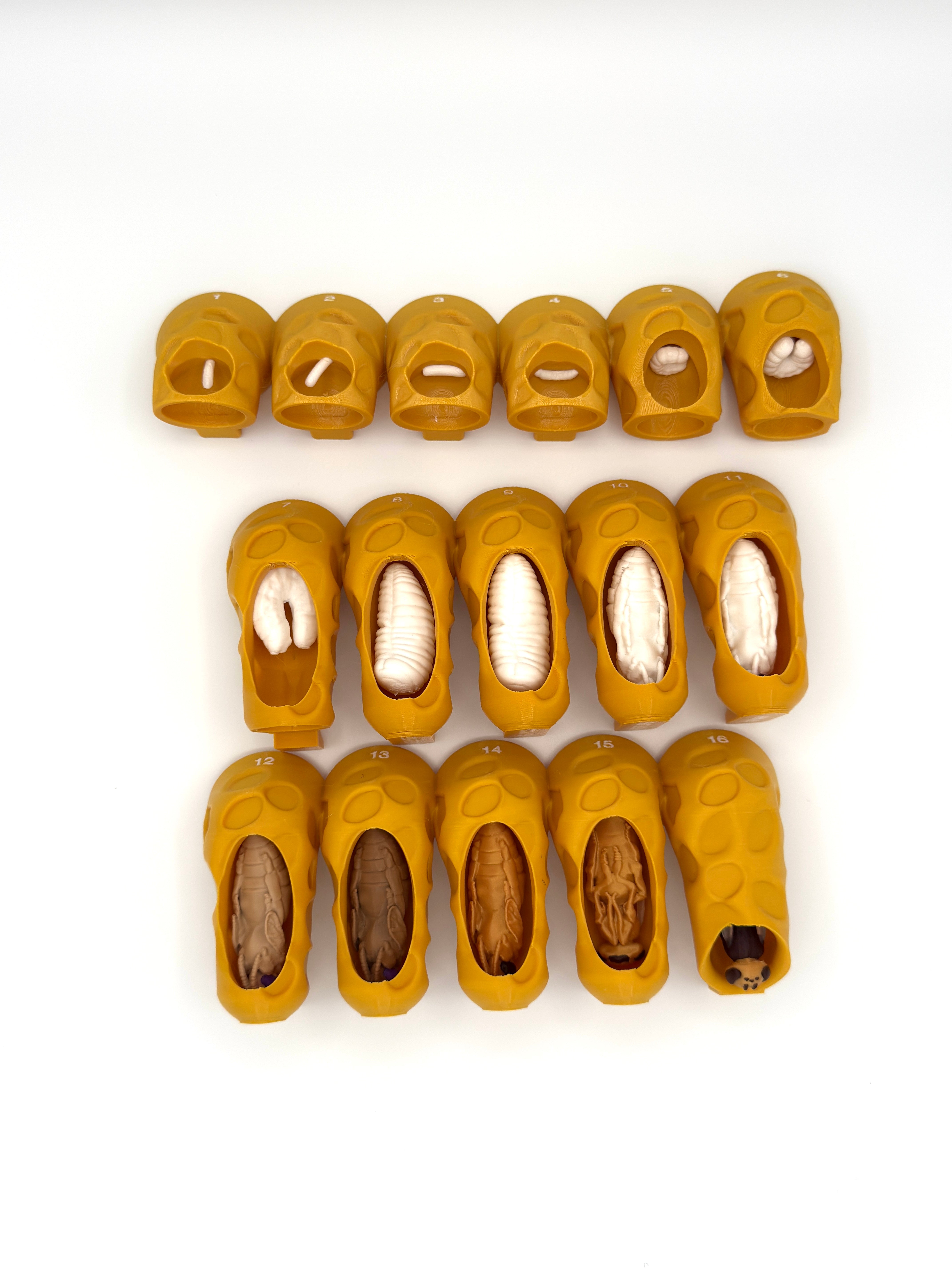 Honey Bee Queen Complete Lifecycle