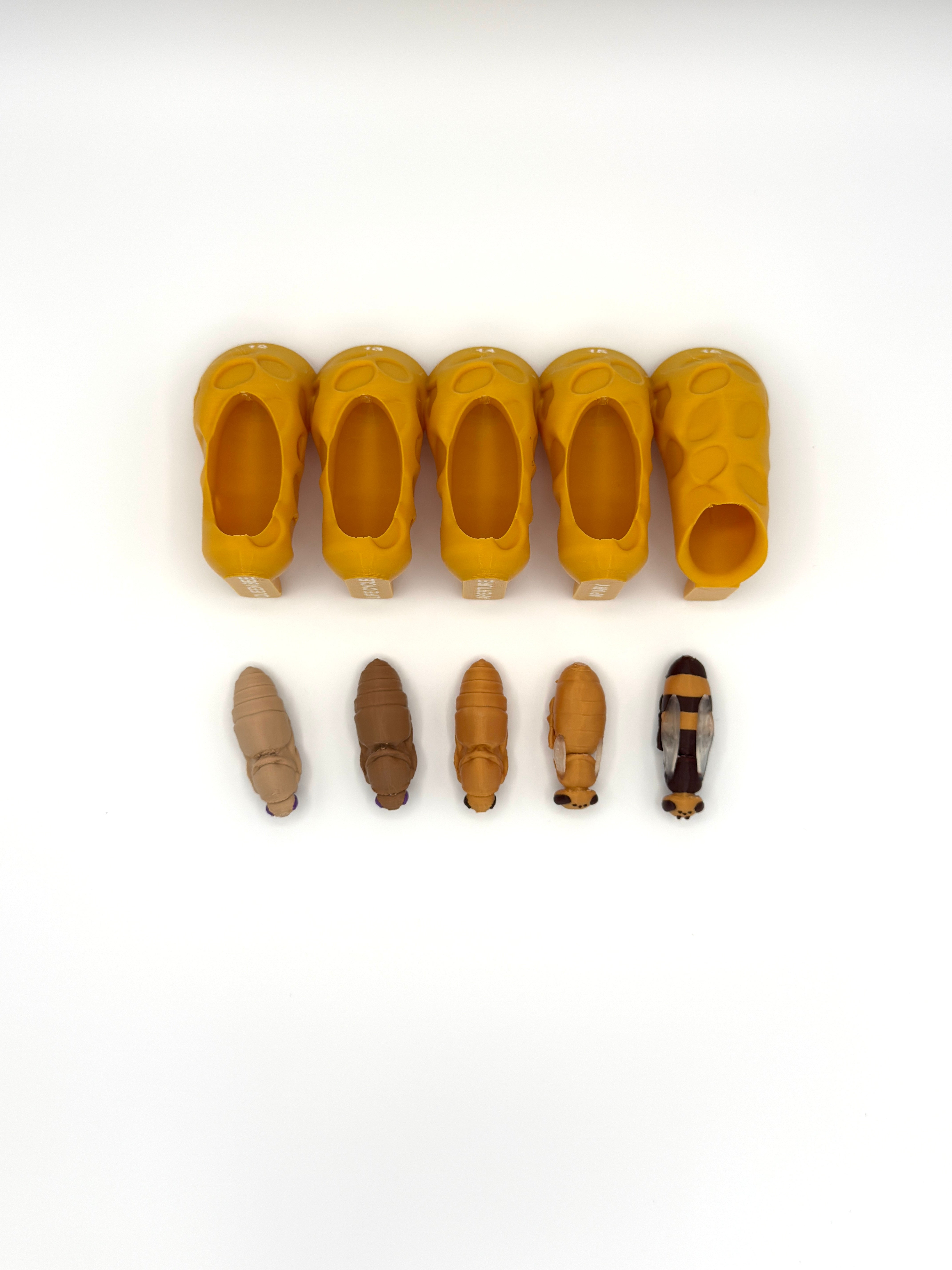 Honey Bee Queen Complete Lifecycle