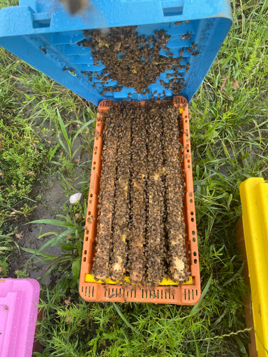 2024 Texas 5000 Nuc Unmarked Honey Hive