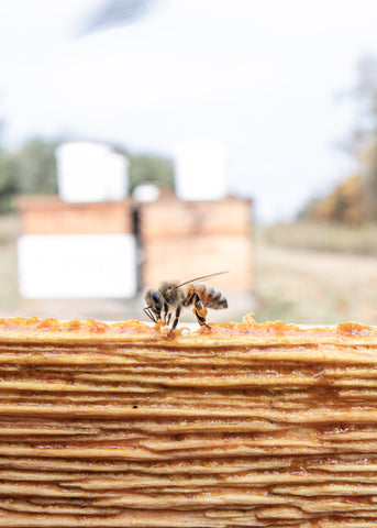 Propola Hive Box