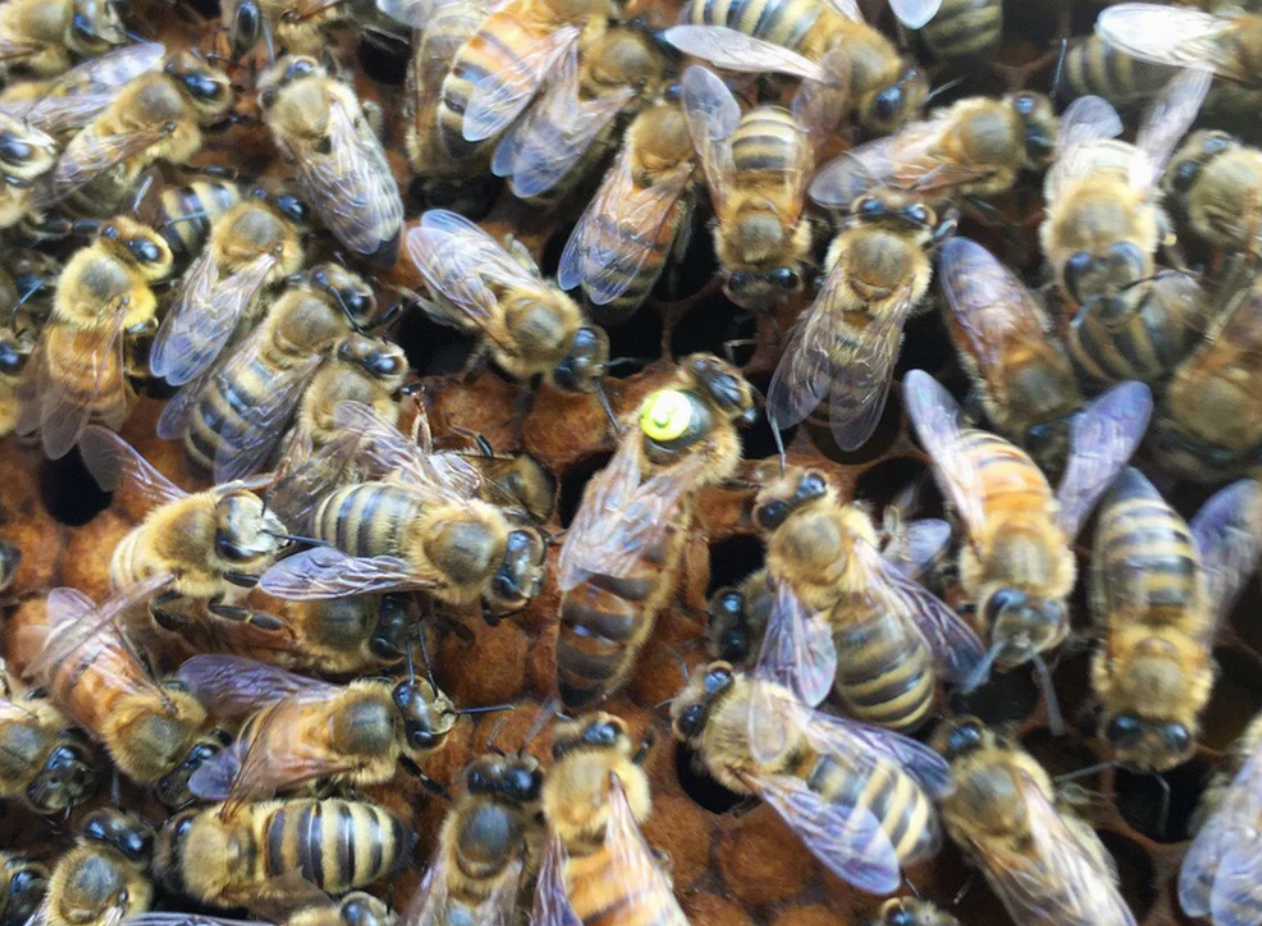 2025 Saskatraz Package Bees