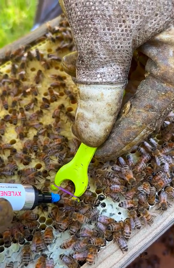 Speed Mark™ | Fast, Gentle Queen Bee Marking Tool
