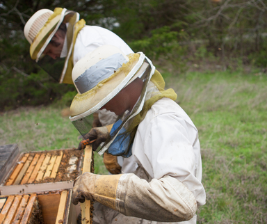 Virtual Class - Beekeeping 101