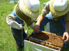 Virtual Class - Learn the Art of Hive Inspection from the Masters