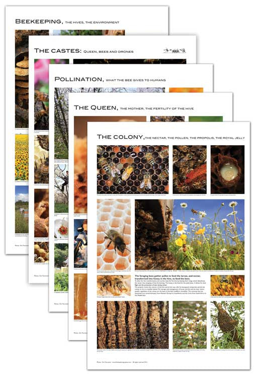 Set of 5 beekeeping posters.